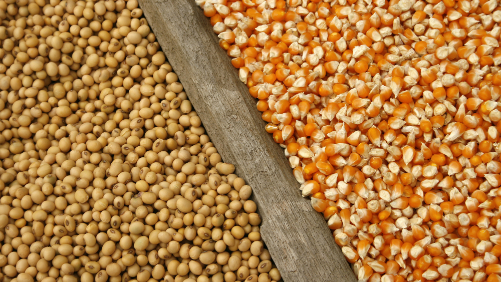 Mexico estudia imponer aranceles a maíz y soya de EE.UU.