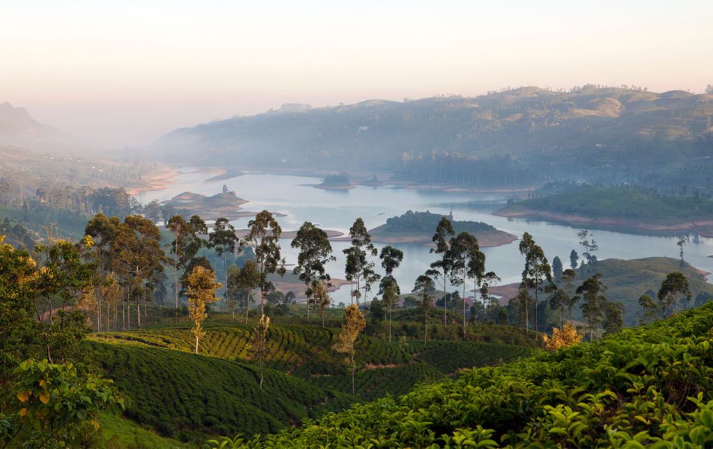 Ceylon tea trails, el paraíso de los amantes del té - view