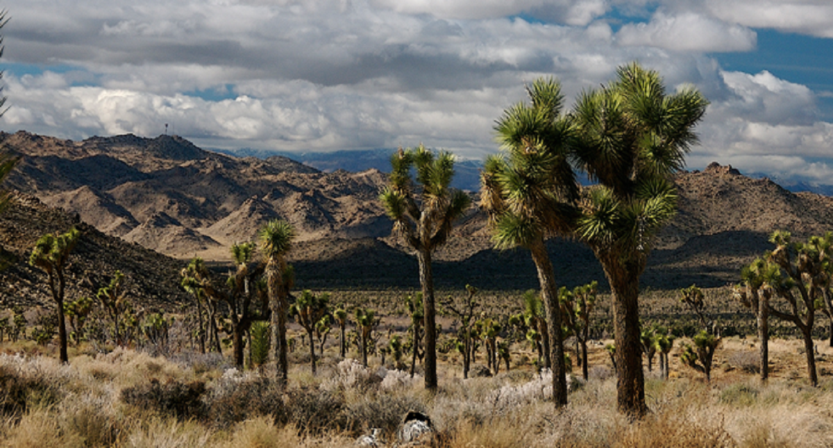 Advierten científicos amenazas a la biodiversidad por muro fronterizo - advierten-cientificos-amenazas-a-la-biodiversidad-por-muro-de-trump