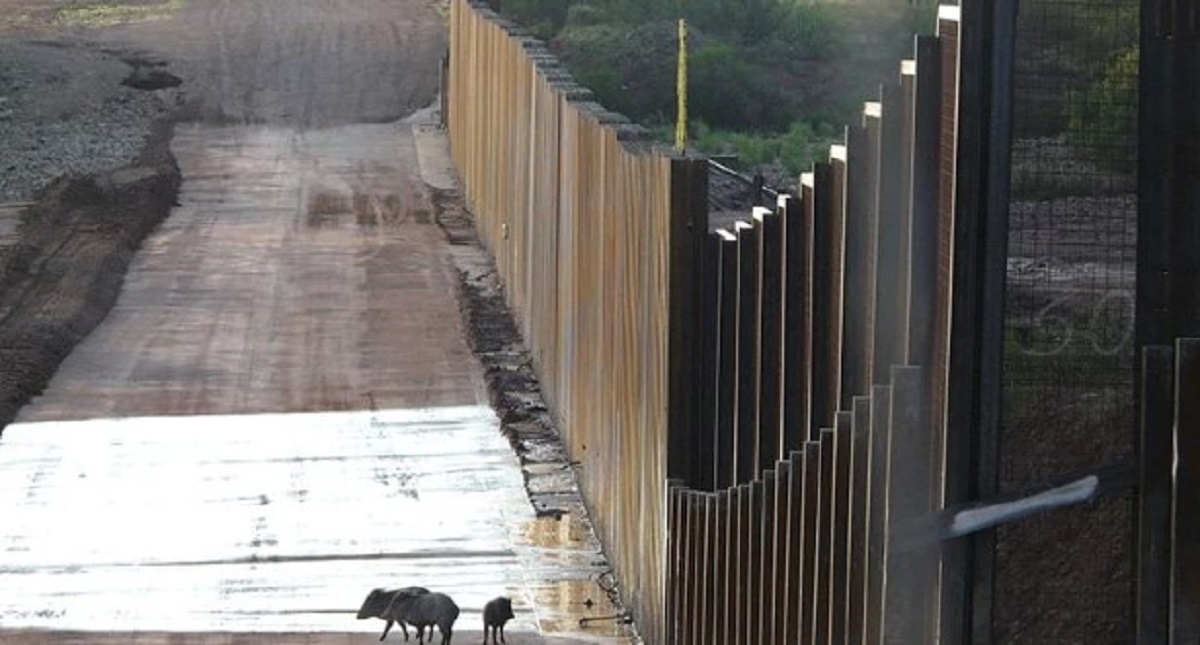 Advierten científicos amenazas a la biodiversidad por muro fronterizo