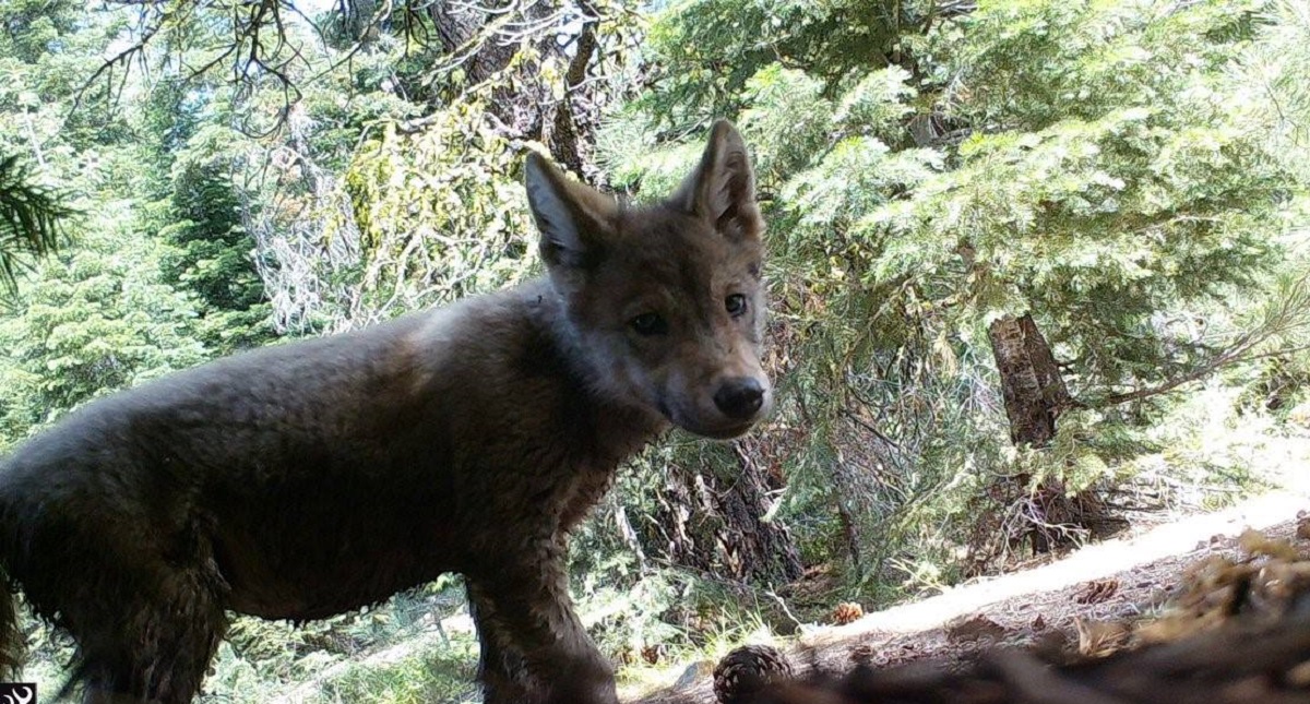 Advierten científicos amenazas a la biodiversidad por muro fronterizo - advierten-cientificos-amenazas-a-la-biodiversidad-por-muro