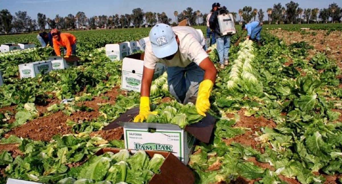 Alertan por falsos reclutadores de jornaleros para ir a Canadá - alertan-por-falsos-reclutadores-de-jornaleros-para-trabajar-en-canada