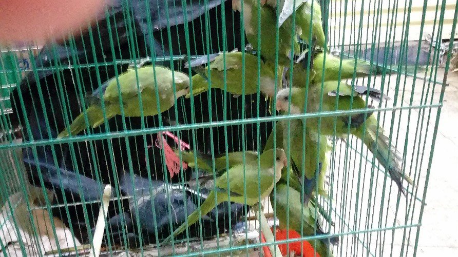 Rescatan a especies protegidas en el Mercado de Sonora