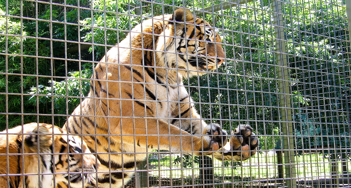UNAM invita a reflexionar sobre el maltrato animal en el turismo