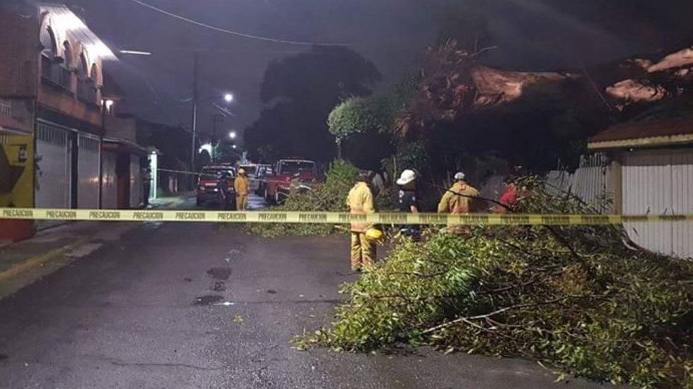 Árbol se desploma en casa de Cuautitlán Izcalli