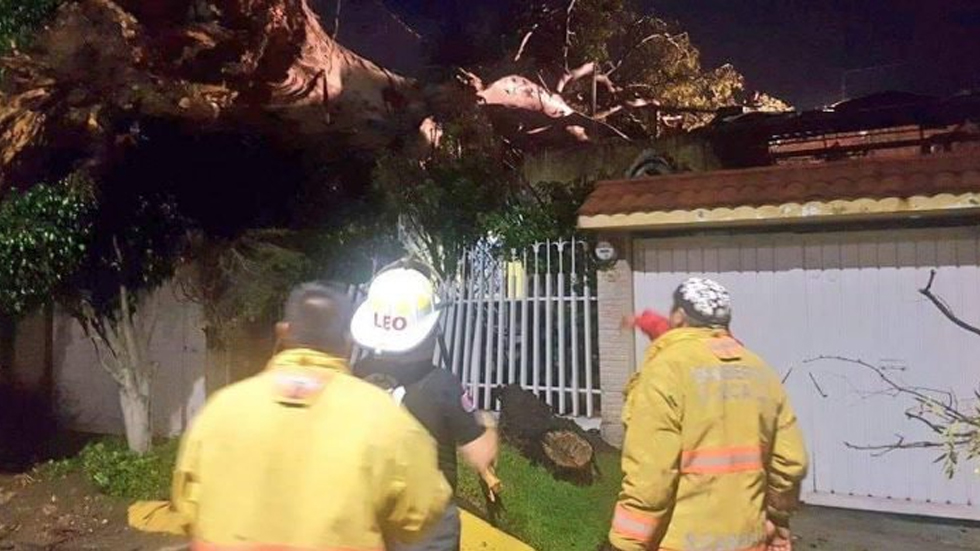 Árbol se desploma en casa de Cuautitlán Izcalli - arbol-casa-cuautitlan
