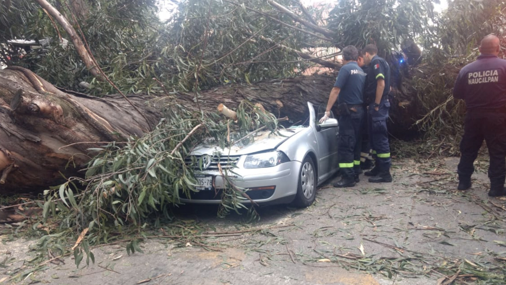 Árbol caído mata a cuatro personas en el Edomex