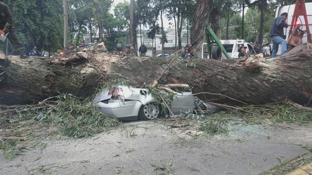 Árbol caído mata a cuatro personas en el Edomex - arbol-mata-familia-naucalpan