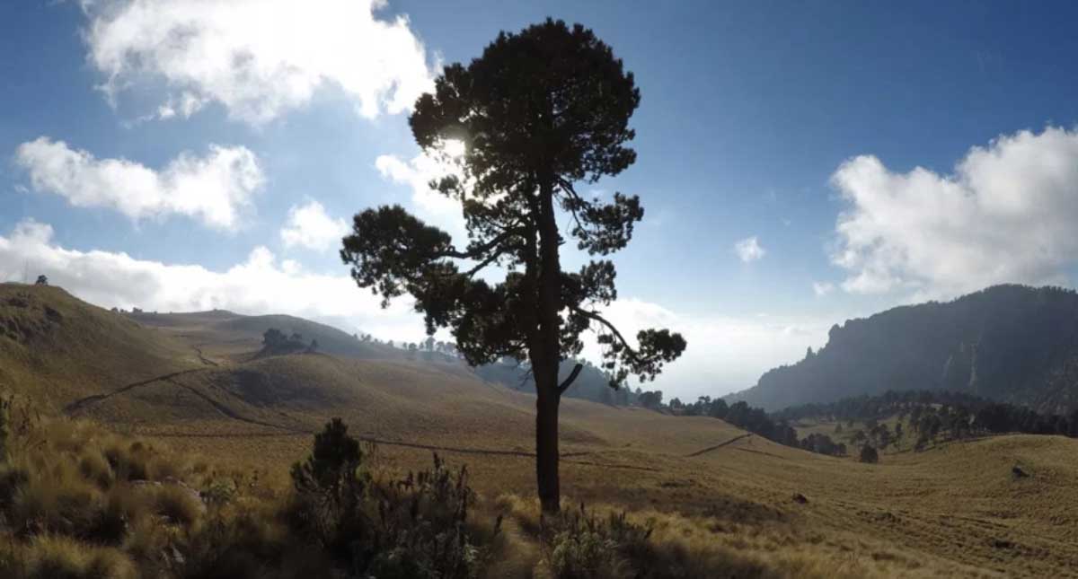 Celebran el Día del Árbol promoviendo la reforestación Celebran el Día del Árbol promoviendo la reforestación