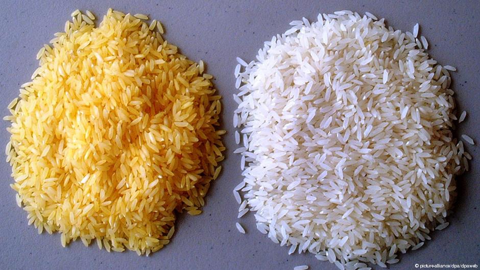 Arroz transgénico podría evitar entrada de VIH en células humanas - arrozint1