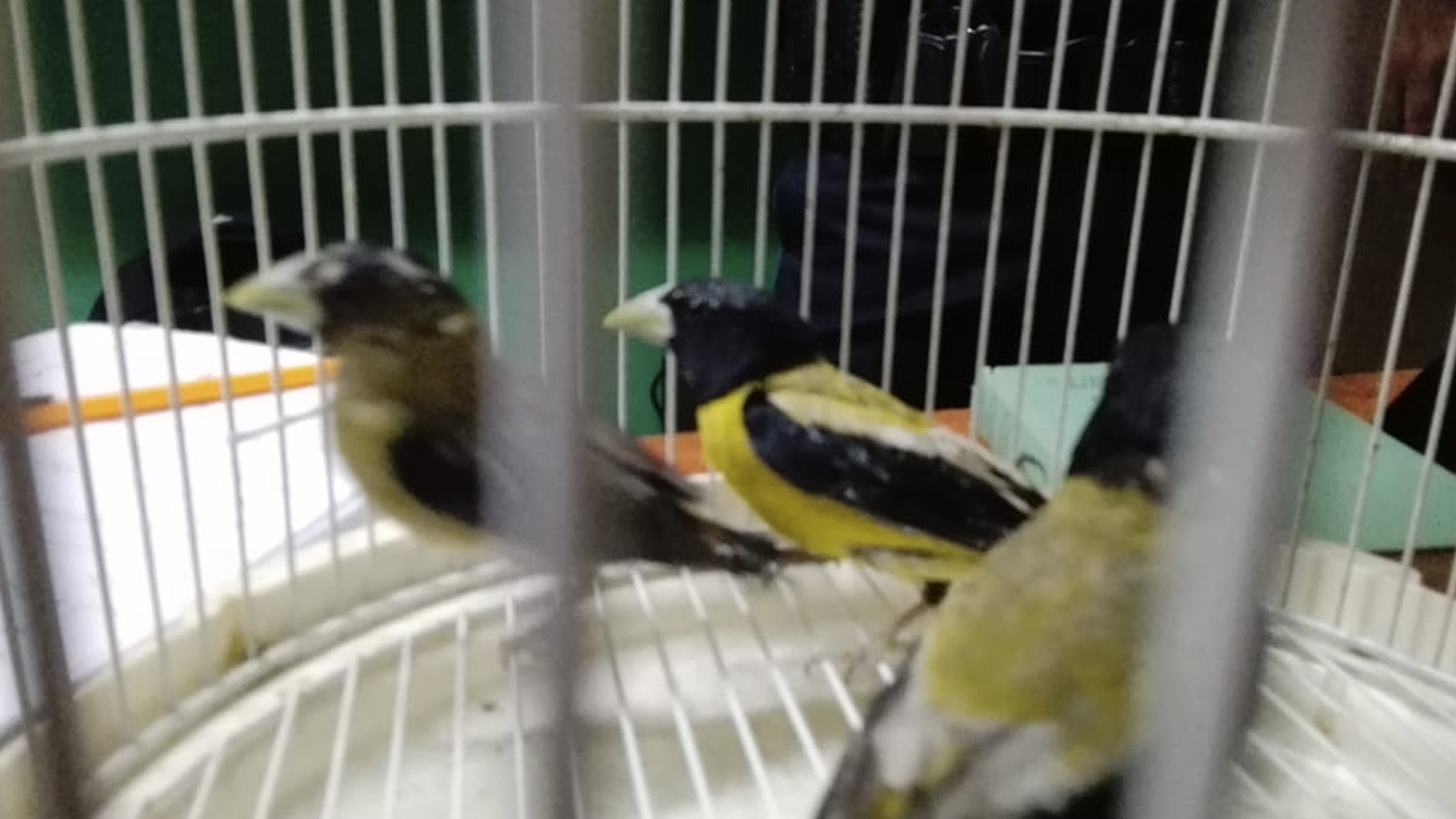 Rescatan en el AICM 27 aves que serían enviadas a París