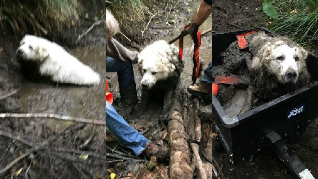 Cachorro rescata a perro de edad avanzada atrapado en fango - cachorro-rescata-a-perro-de-edad-avanzada-atrapado-en-el-fango