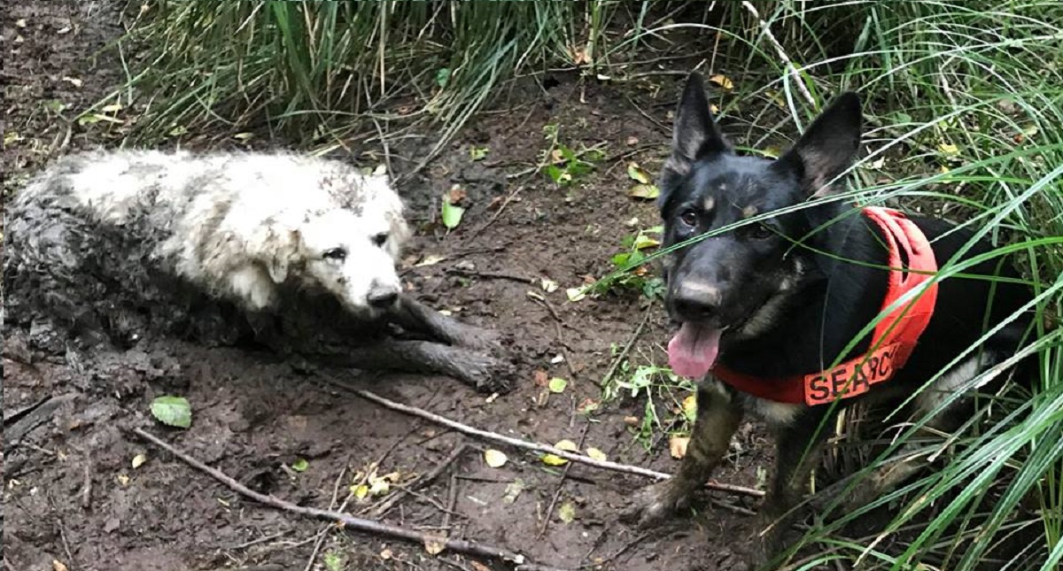 Cachorro rescata a perro de edad avanzada atrapado en fango