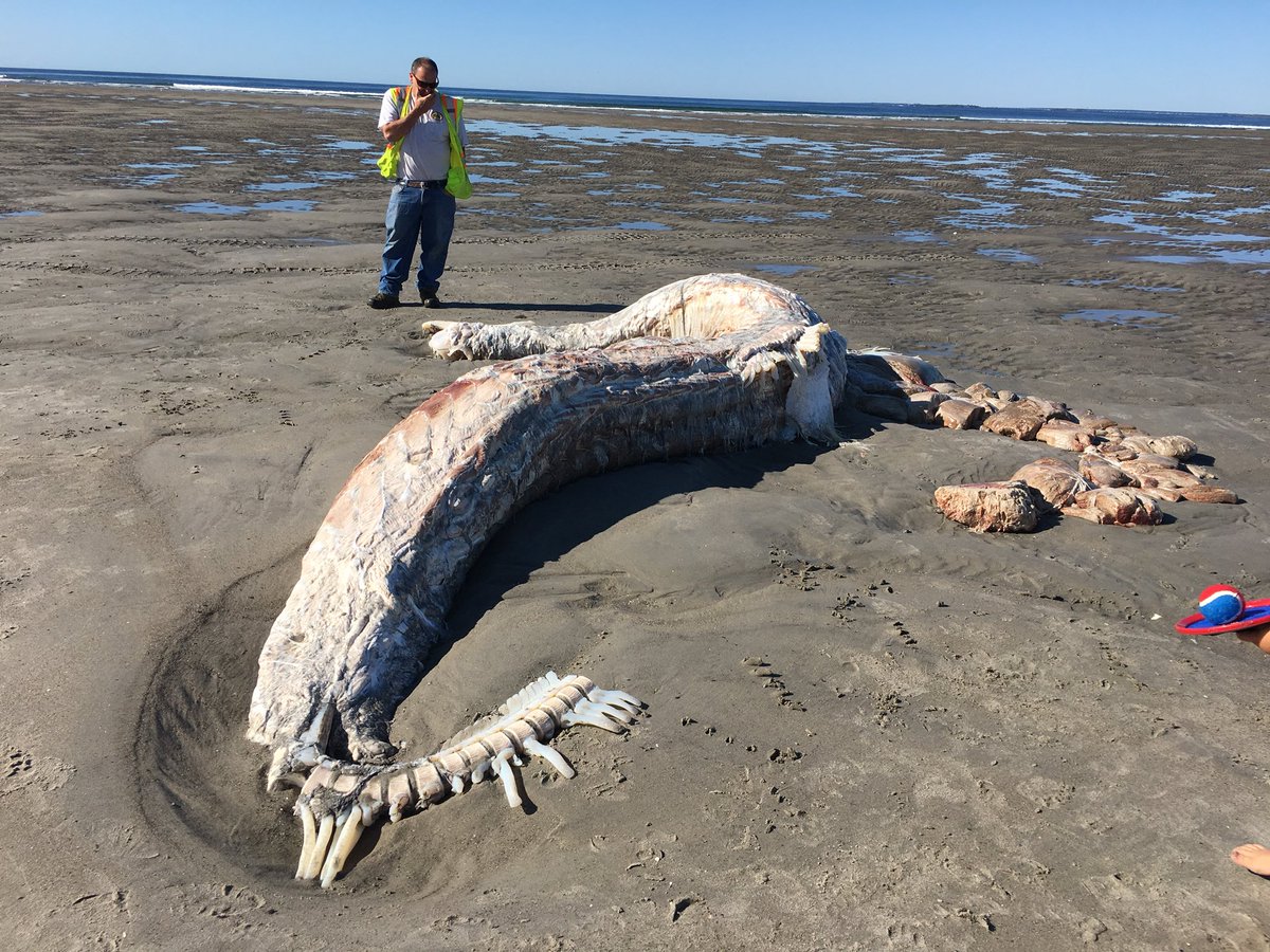 Cadáver de supuesto tiburón peregrino alerta a habitantes - cadaver-playa-de-maine-2