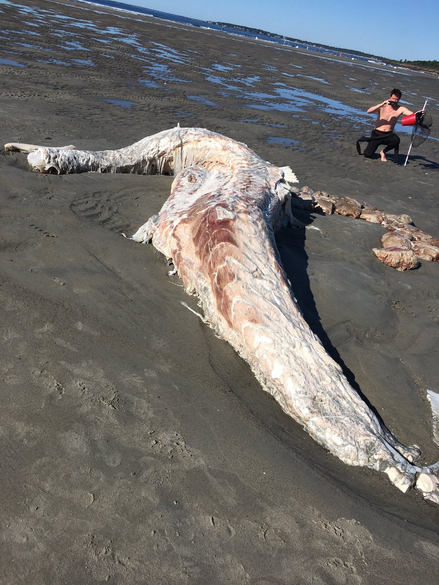 Cadáver de supuesto tiburón peregrino alerta a habitantes - cadaver-playa-de-maine-3