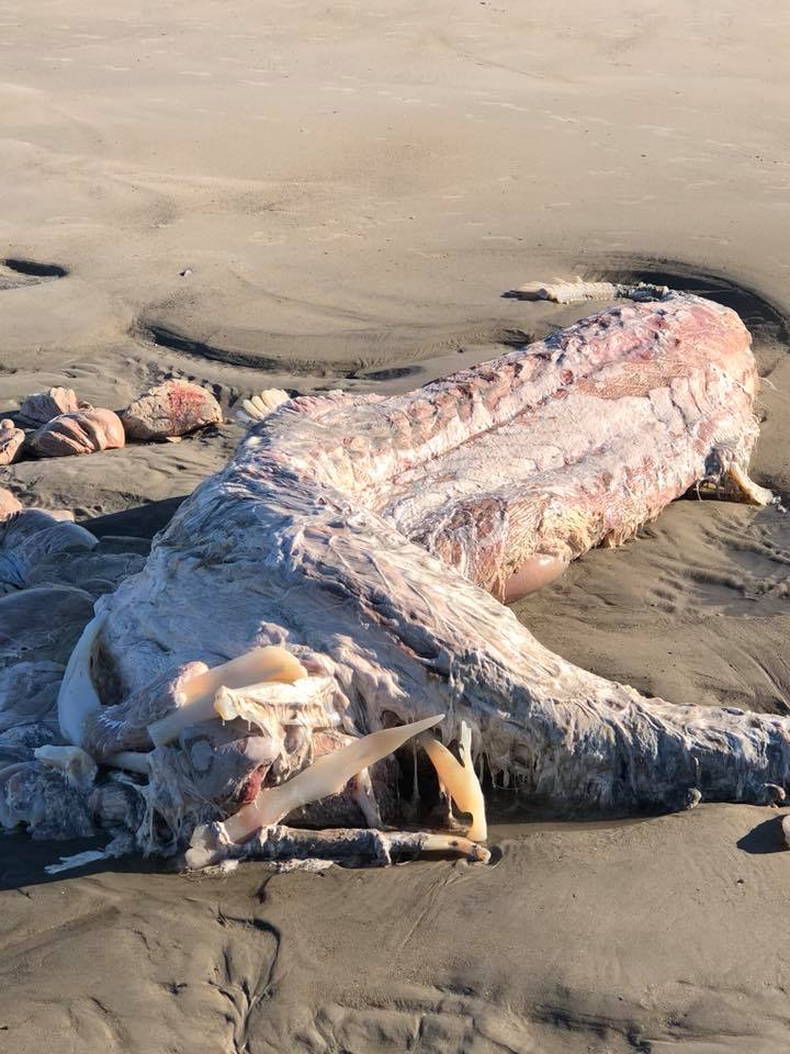 Cadáver de supuesto tiburón peregrino alerta a habitantes - cadaver-playa-de-maine-4