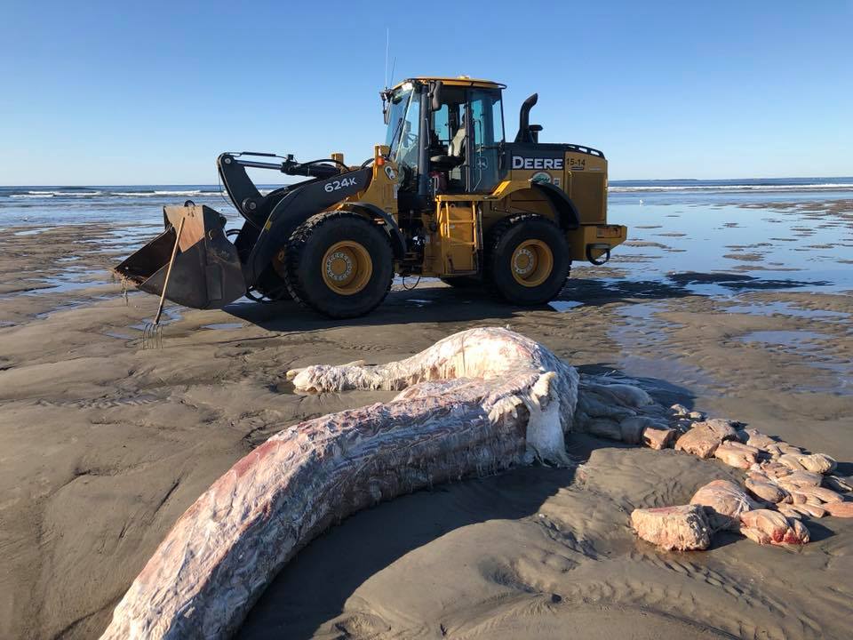 Cadáver de supuesto tiburón peregrino alerta a habitantes - cadaver-playa-de-maine-5