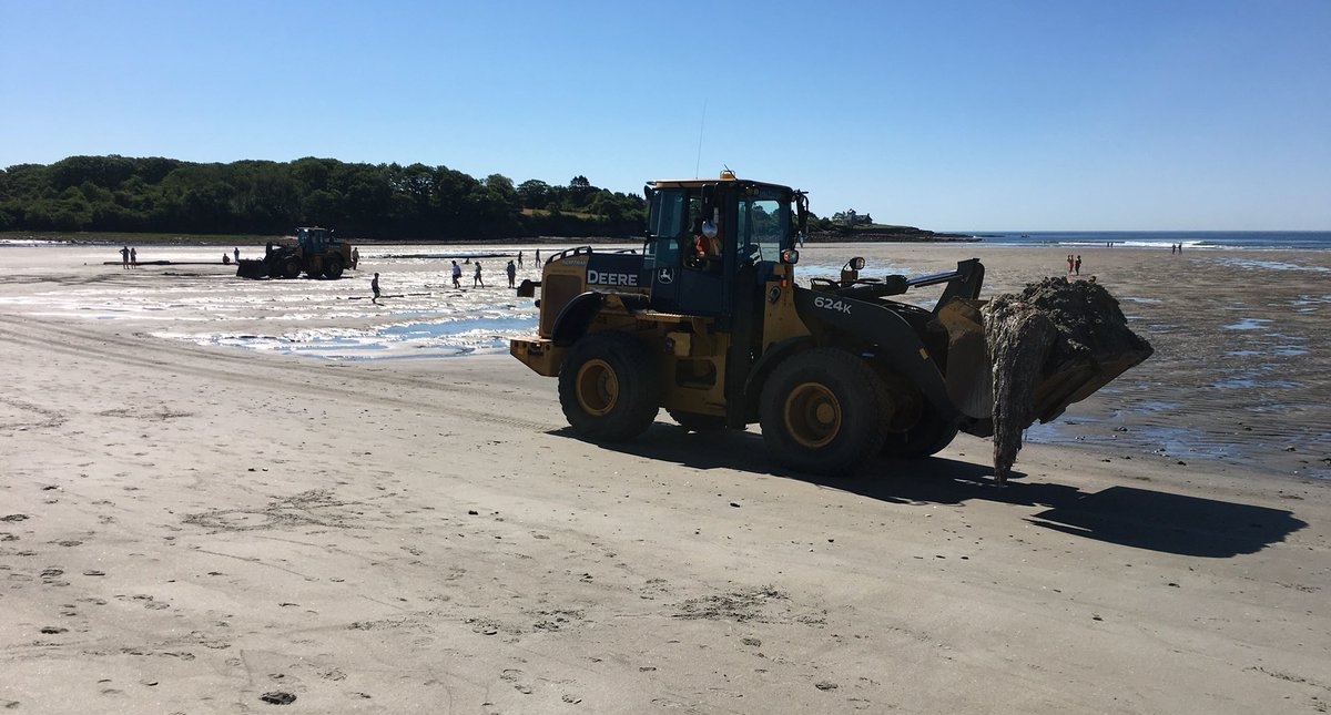 Cadáver de supuesto tiburón peregrino alerta a habitantes