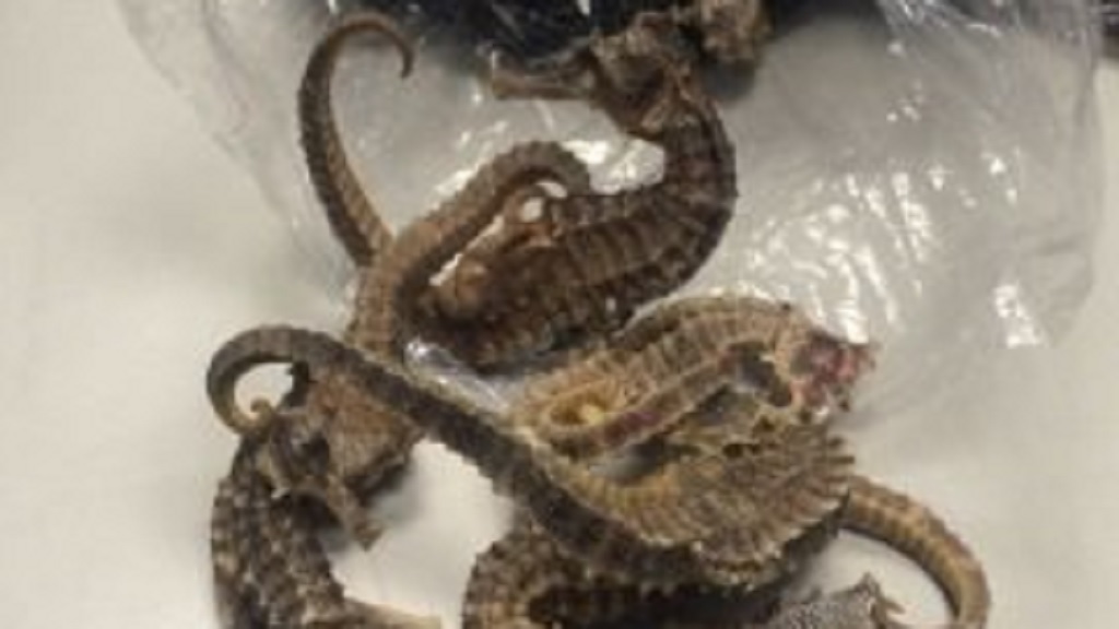 Cae ciudadano de Belice en el AICM por transportar caballitos de mar