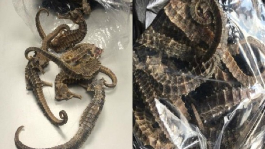 Cae ciudadano de Belice en el AICM por transportar caballitos de mar - cae-ciudadano-de-belice-en-el-aicm-por-transportar-caballitos-de-mar