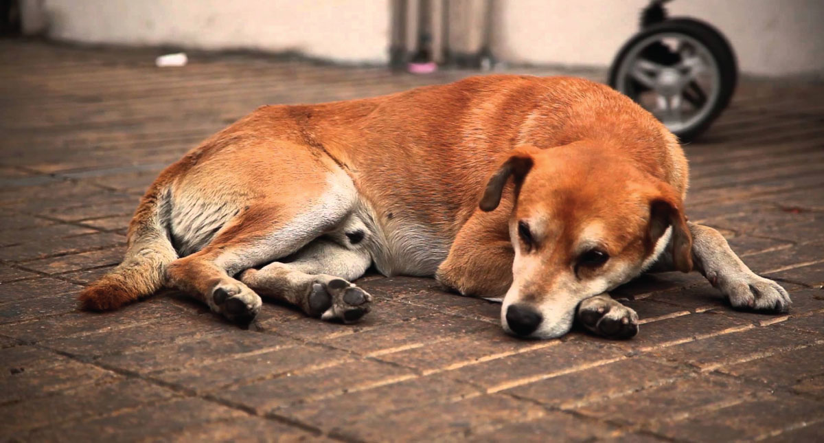 México es primer lugar en AL con perros en situación de calle