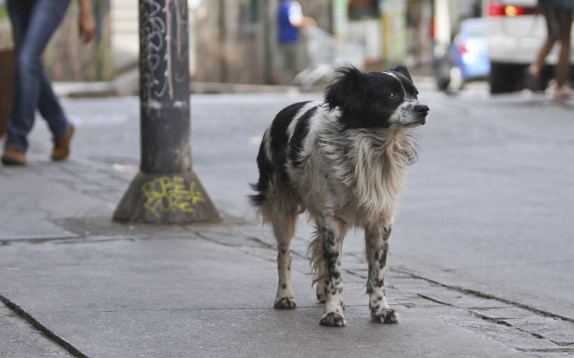 México es primer lugar en AL con perros en situación de calle - callejeroint
