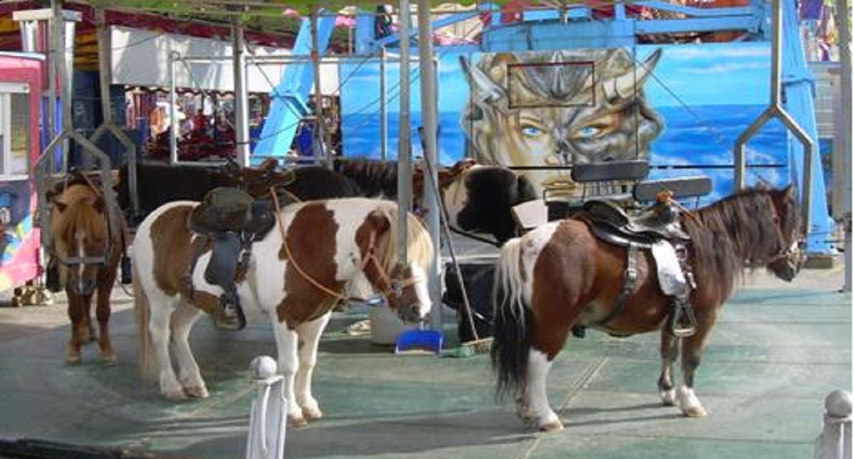 UNAM invita a reflexionar sobre el maltrato animal en el turismo - carrusel-de-ponis