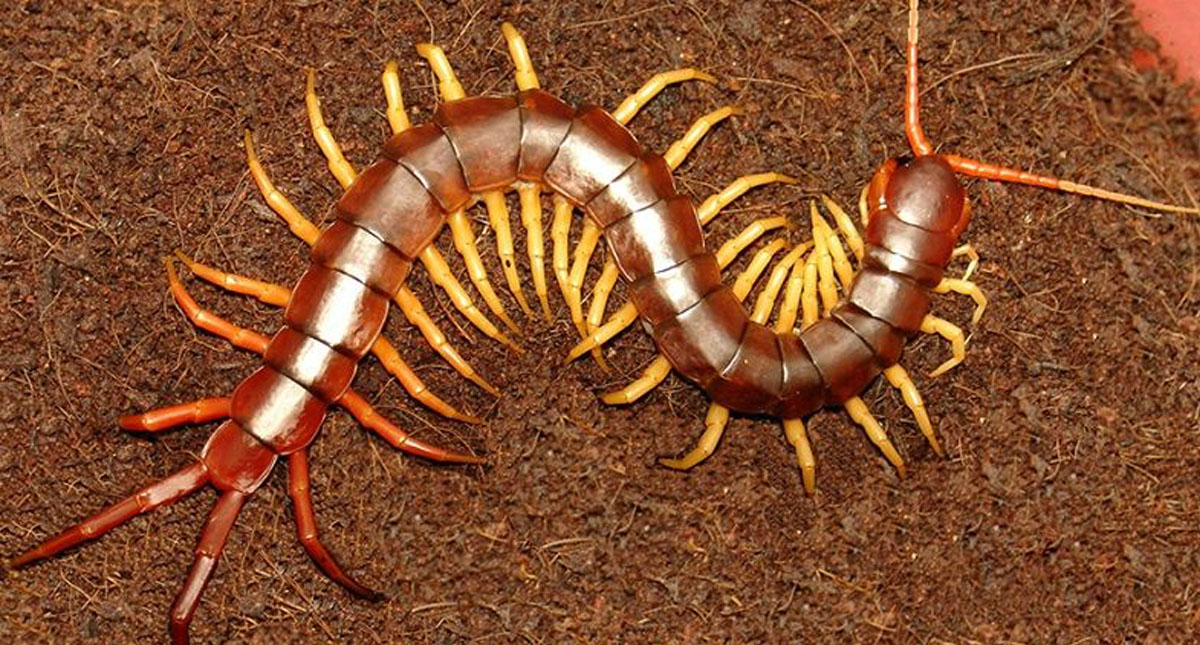 Madre e hijo contraen parásito asociado a ratas por comer ciempiés