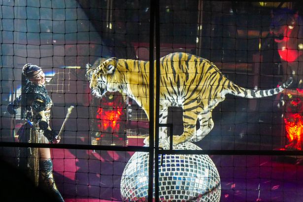 Uso de animales en circo de Moscú causa polémica - circo-moscu-animales-6