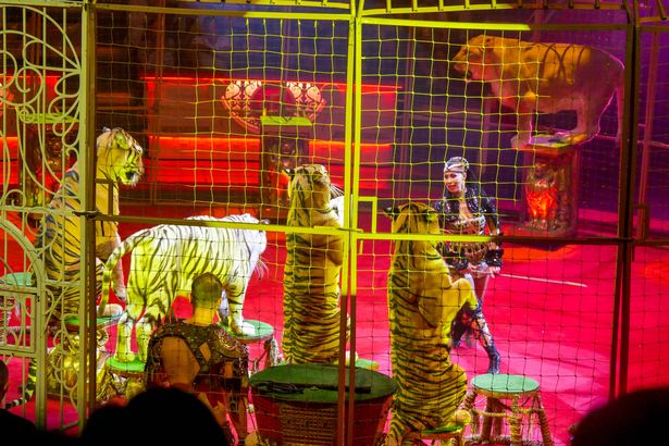 Uso de animales en circo de Moscú causa polémica - circo-moscu-animales-7