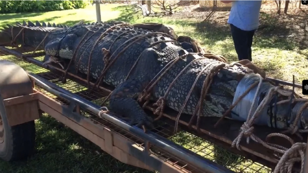 En Australia atrapan a cocodrilo gigante cerca de desfiladero turístico