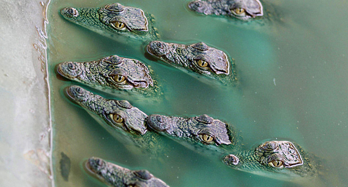 Multitud mata 292 cocodrilos en Indonesia