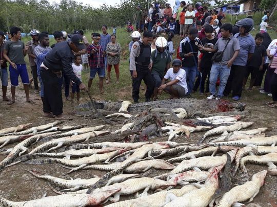 Multitud mata 292 cocodrilos en Indonesia - cocodrilosint