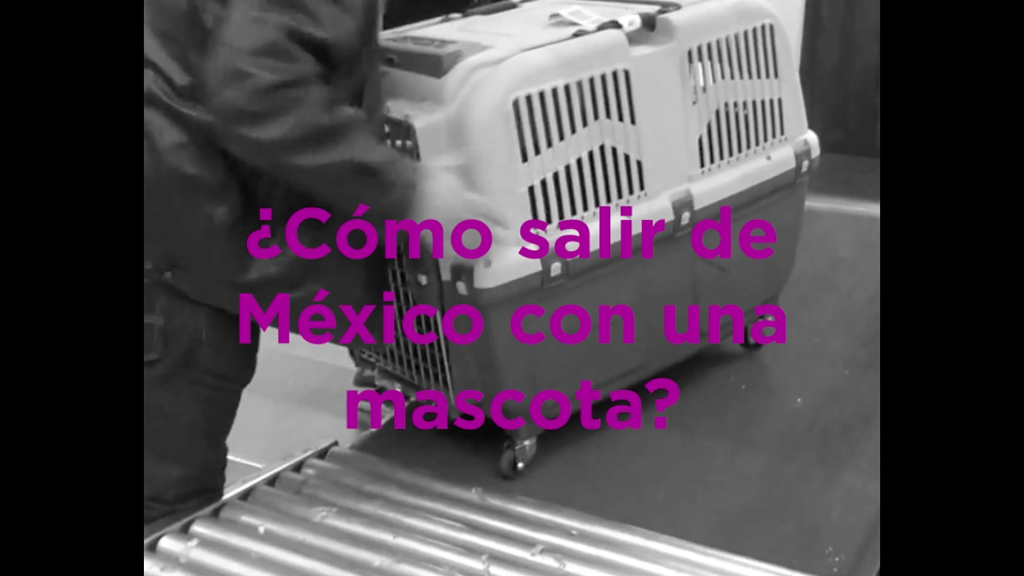 ¿Cómo salir de México con una mascota?