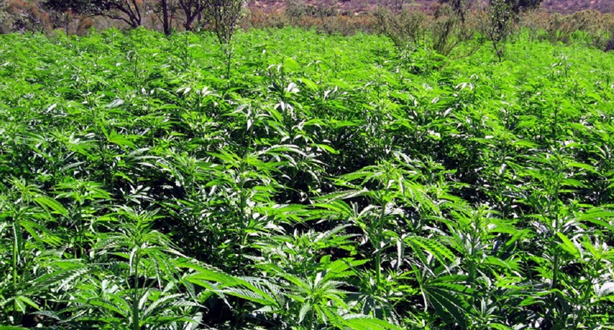Cofepris recibe 615 solicitudes para cultivar y consumir mariguana Cofepris recibe 615 solicitudes para cultivar y consumir mariguana