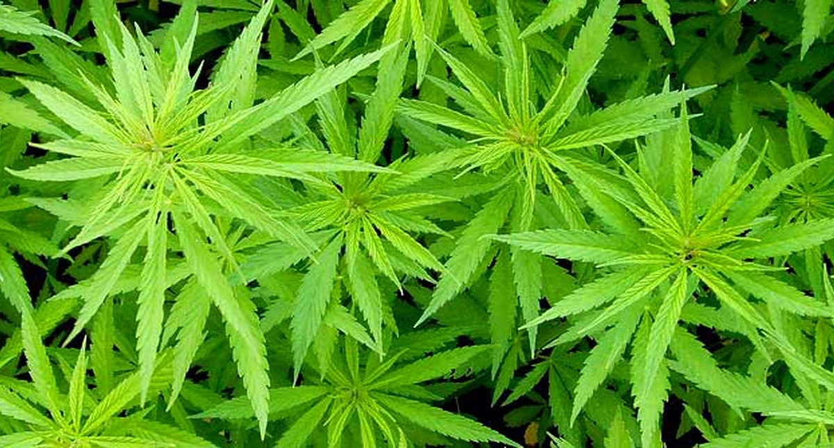 Descubren cultivo de diez mil plantas de mariguana en Texas