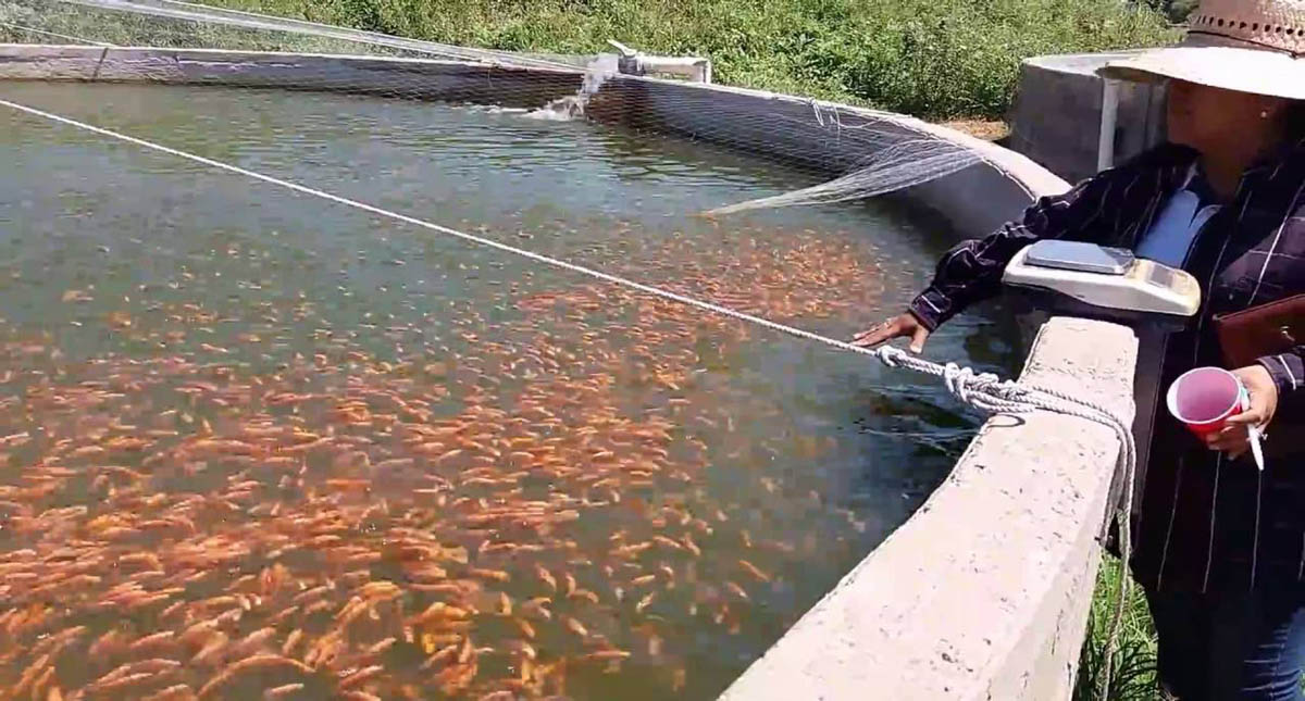 Detectan peces de consumo humano con virus en seis estados - cultivo-de-tilapia