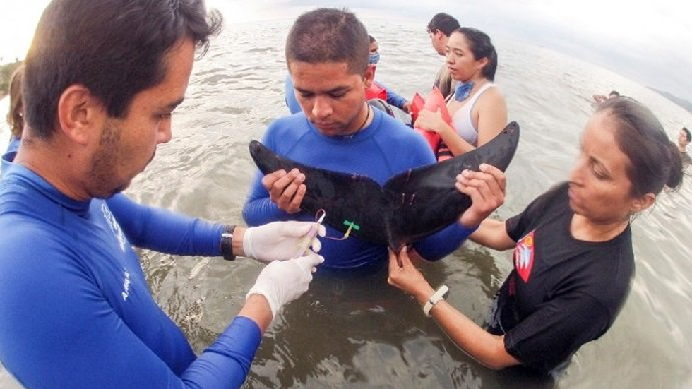 Profepa rescata a delfín varado en Nayarit - delfin-nayarit-profepa-rescate-2