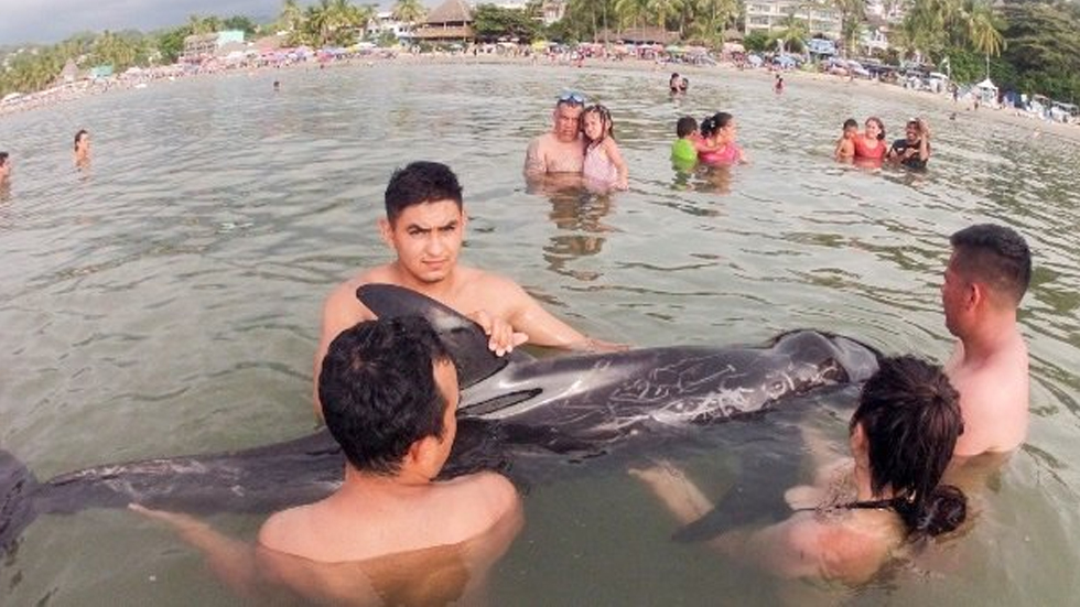 Profepa rescata a delfín varado en Nayarit