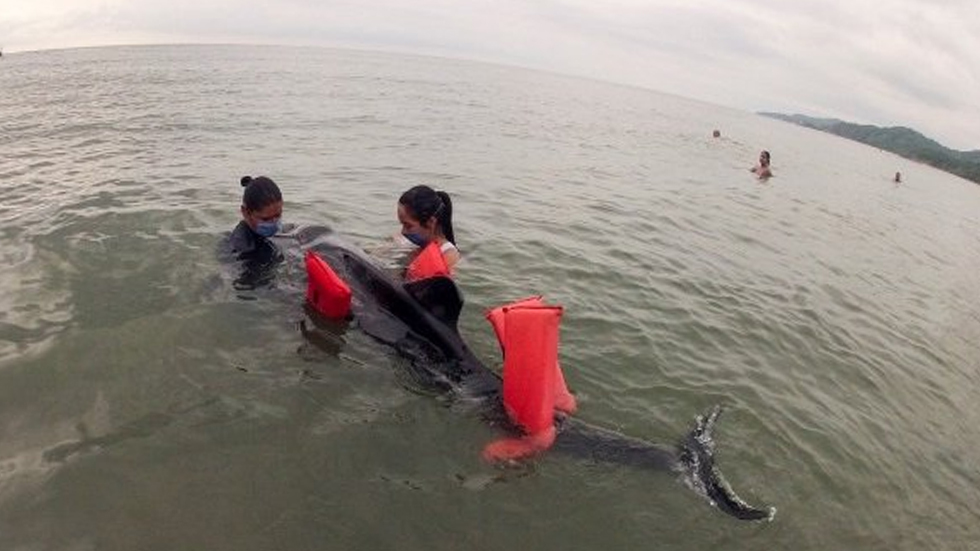 Profepa rescata a delfín varado en Nayarit - delfin-nayarit-profepa-rescate-4