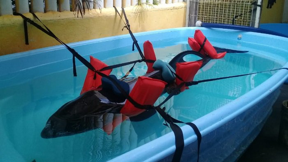 Profepa rescata a delfín varado en Nayarit - delfin-nayarit-profepa-rescate