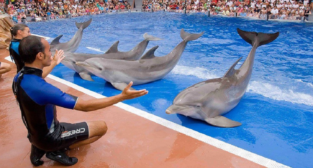 UNAM invita a reflexionar sobre el maltrato animal en el turismo - delfines-parque-acuatico