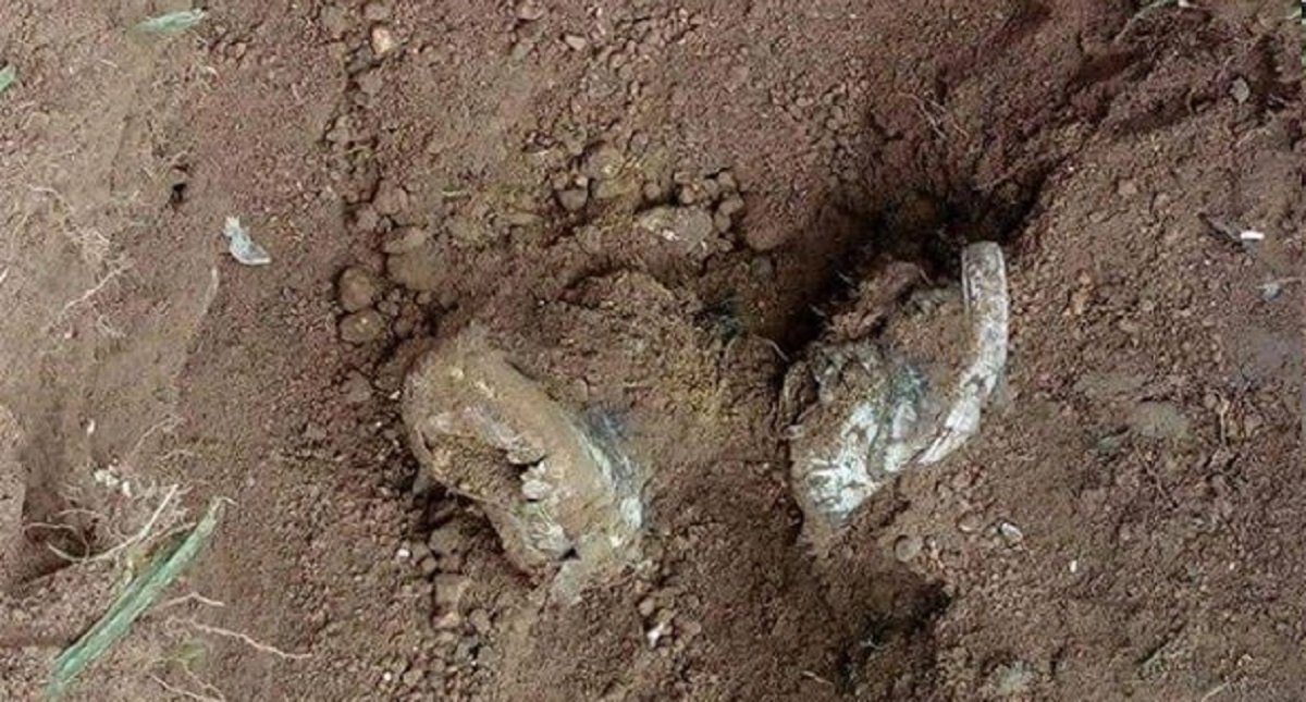 Suman 14 cadáveres exhumados en fosas clandestinas de Jalisco