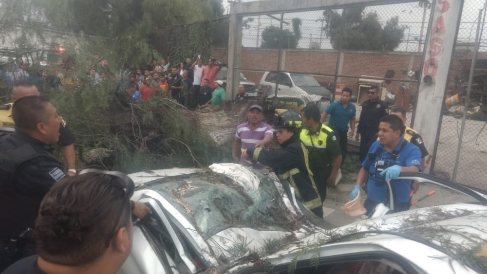 #Video Caída de árbol en Edomex deja saldo de un muerto y dos heridos