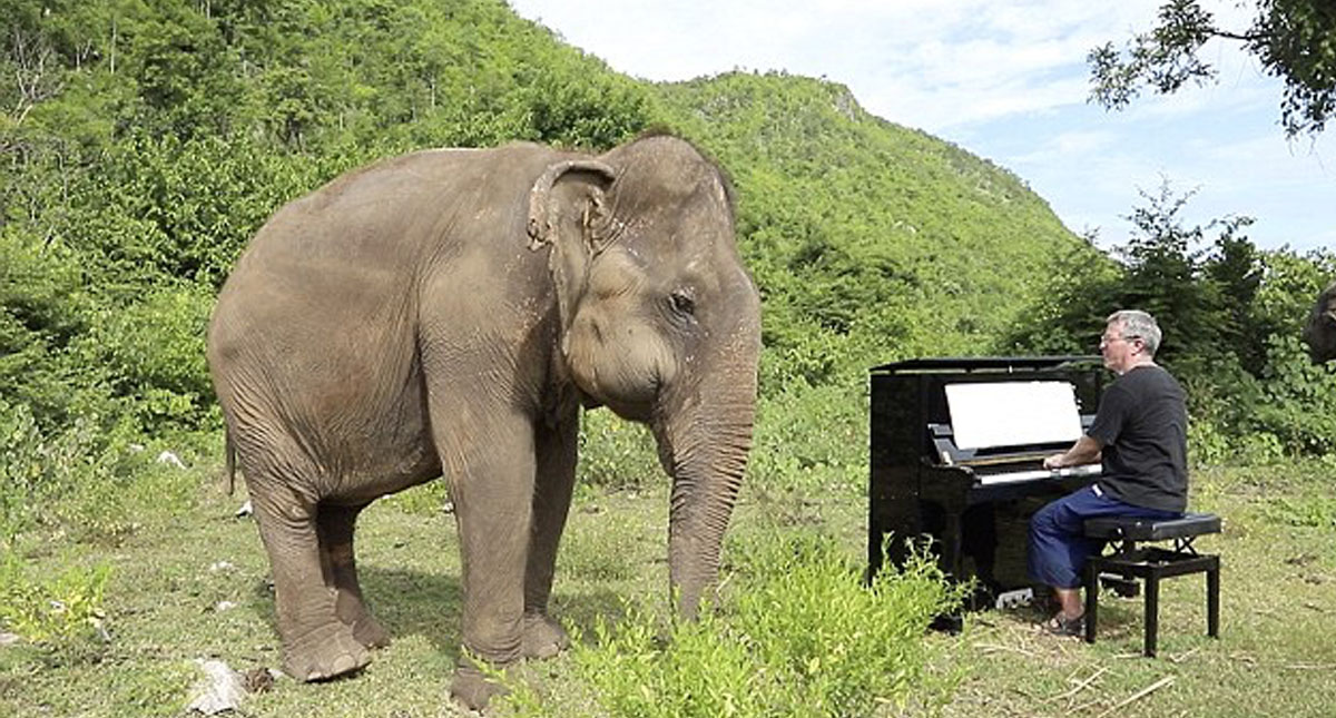 #Video Elefante ciega baila cuando pianista toca Bach