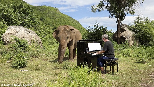 #Video Elefante ciega baila cuando pianista toca Bach - elefanteint1