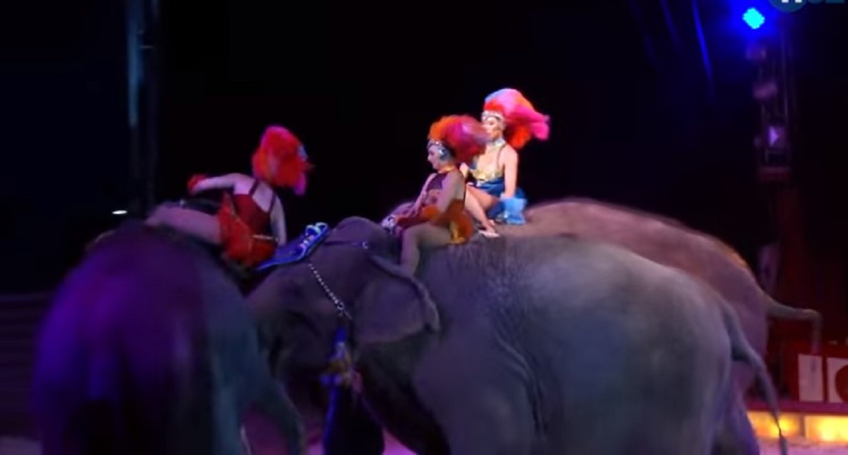 #Video Elefantes embisten a compañero en espectáculo circense