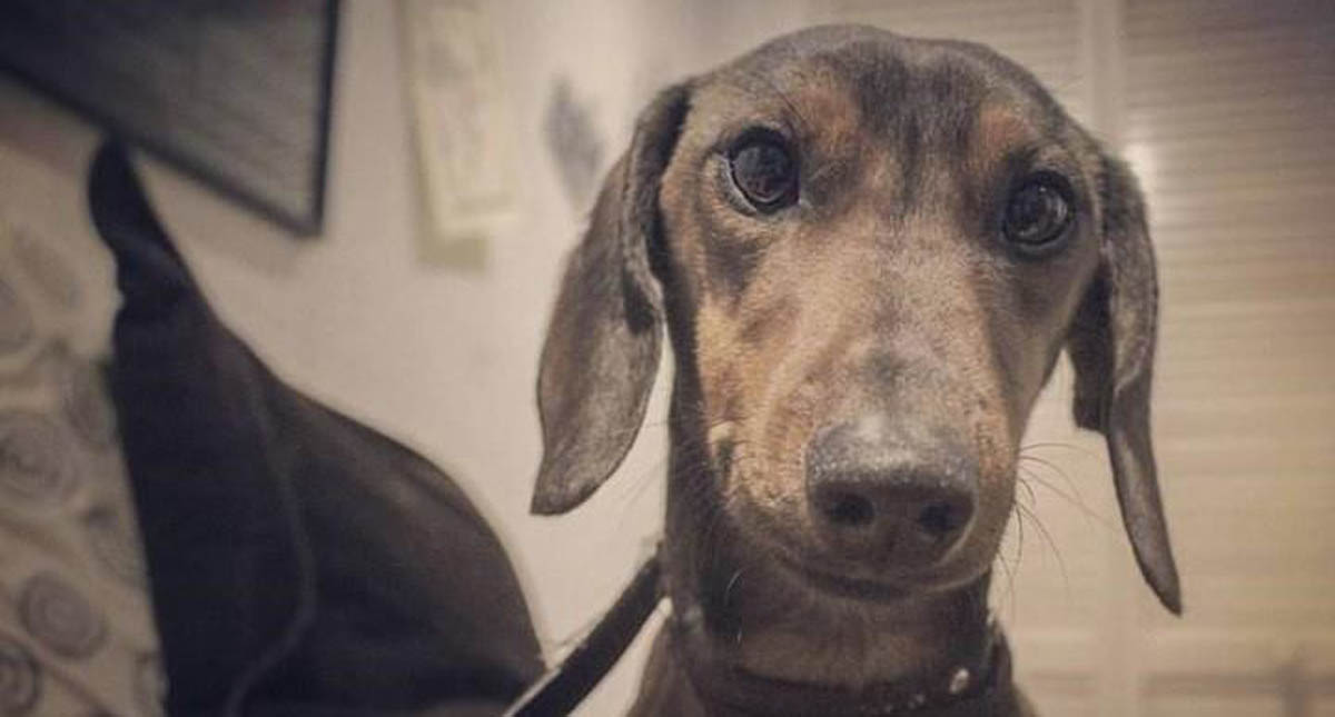 Aerolínea provoca que perro salchicha se pierda en el desierto