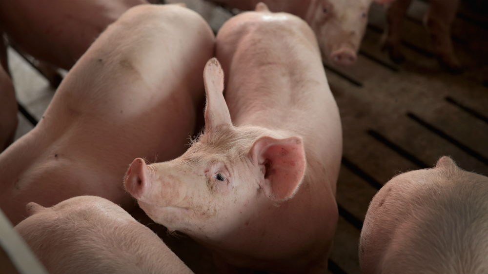 EE.UU. anuncia ayuda por 12 mil mdd a agricultores afectados por aranceles - granjas-de-puercos-eeuu