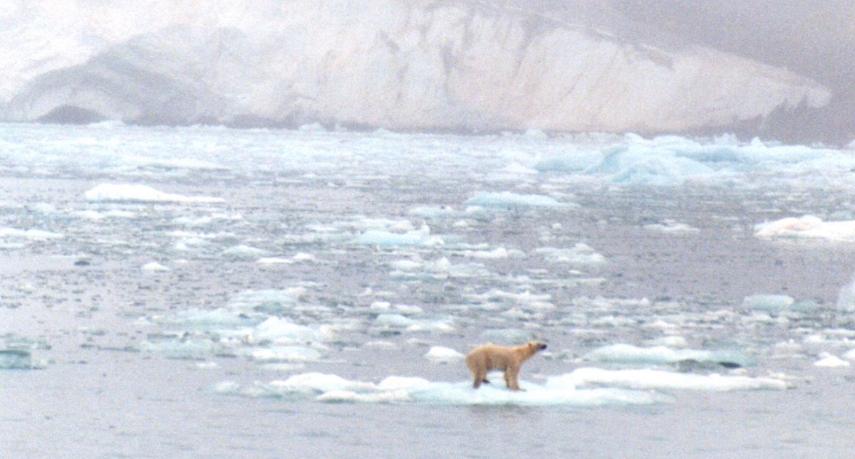 Guardias de crucero turístico matan a oso polar en recorrido